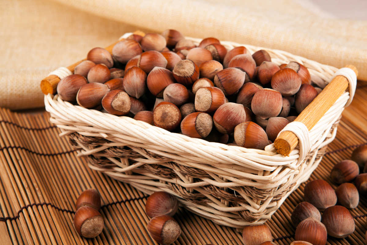 Basket of Hazelnuts