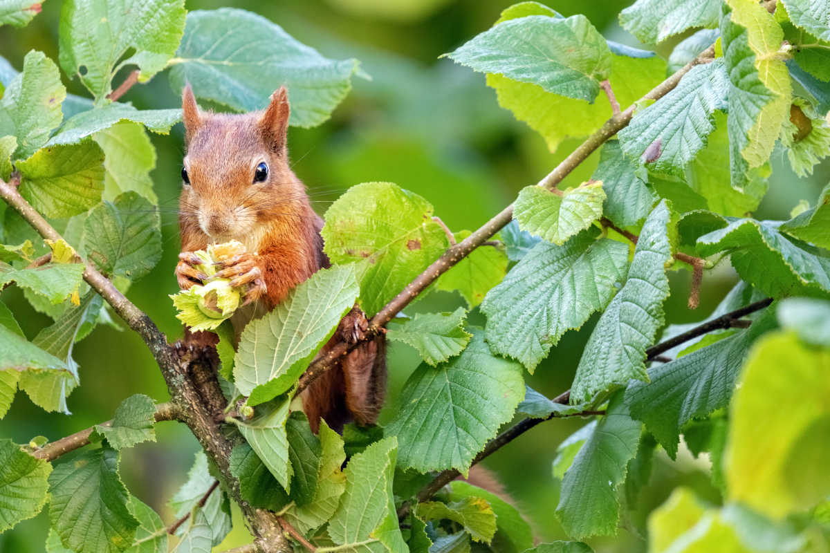 Squirrel Collecting Hazelnuts